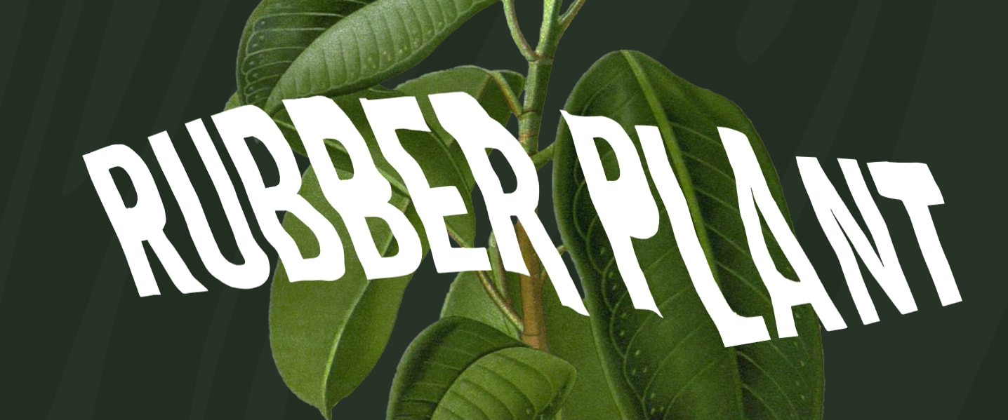Eleven Plants for Dum-Dums & Cool Ppl captured website design