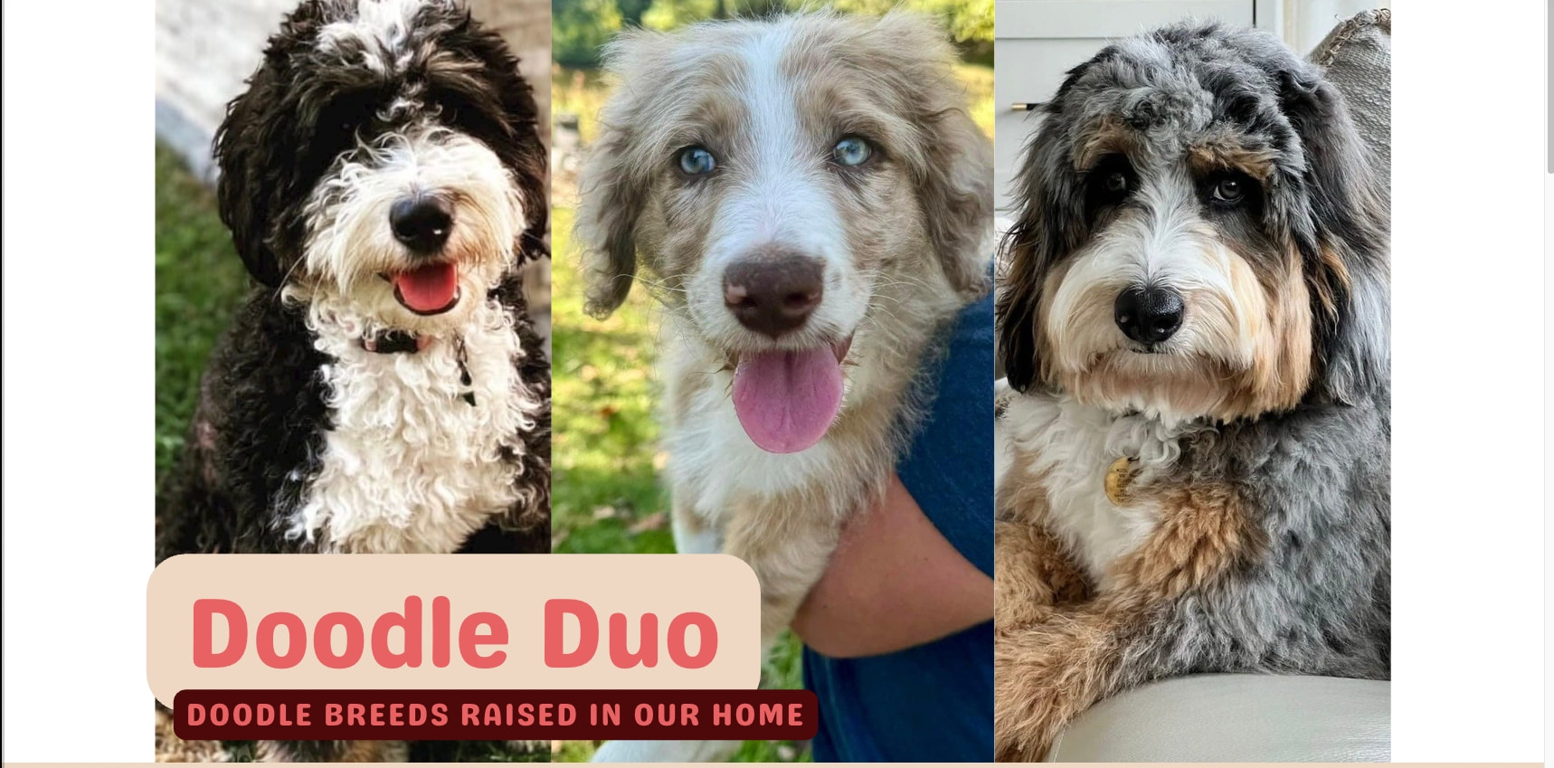 Hero banner with three doodle dog portraits and coral-pink Doodle Duo title on cream badge captured website design