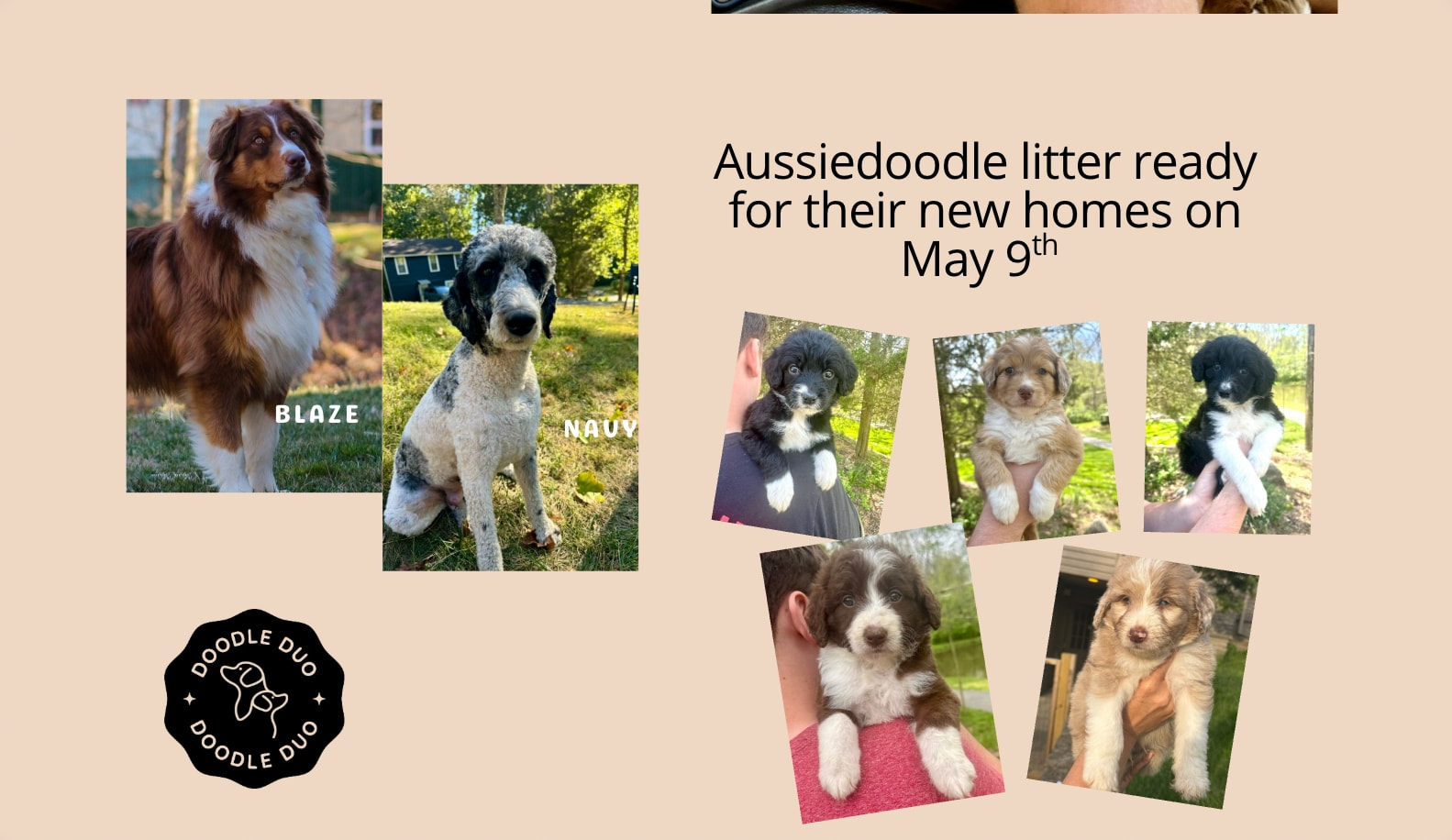 Aussiedoodle litter announcement with scattered puppy photos and black circular logo seal captured website design