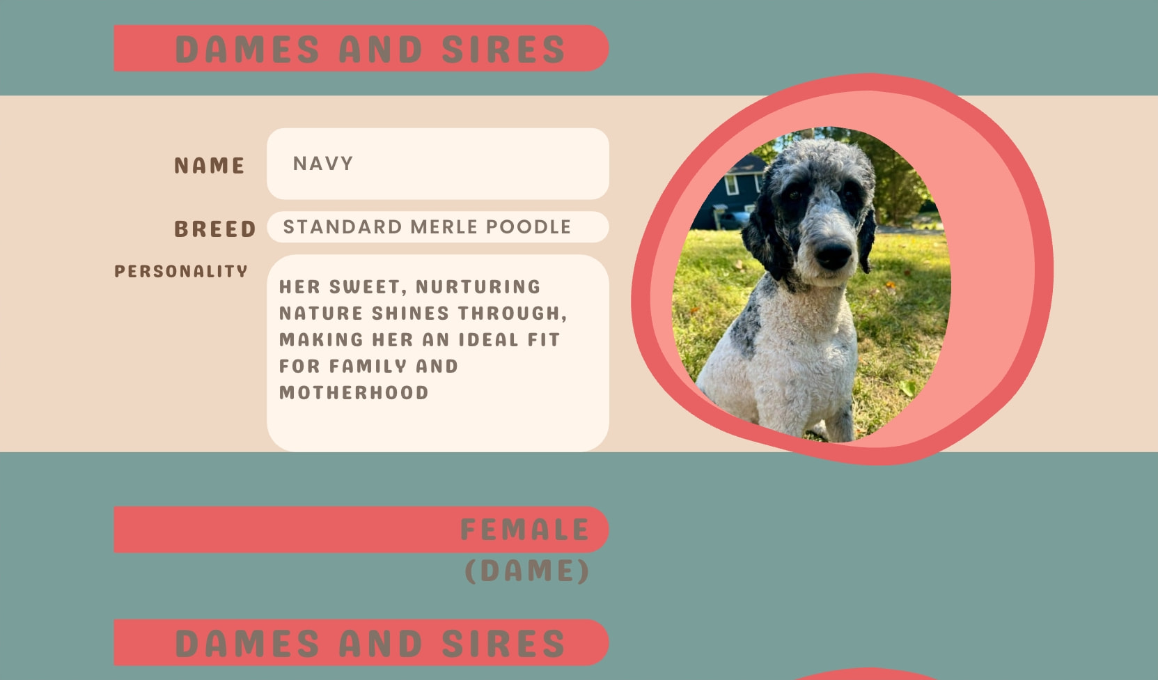 Dames and Sires profile card with teal background, coral pill labels, and circular dog photo frame captured website design