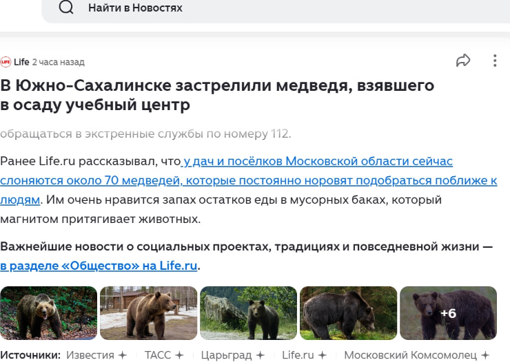 В Южно-Сахалинске застрелили медведя, взявшего в осаду учебный центр — подробности события | Дзен captured website design