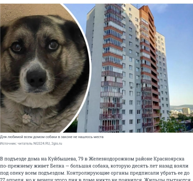 Жильцы дома на Куйбышева в Красноярске не могут спасти собаку, которую содержат всем подъездом - 27 апреля 2026 | НГС24.ру captured website design