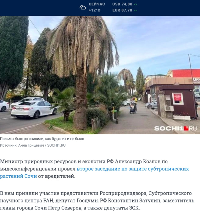Власти Сочи обвинили собственников не муниципальных земель в массовом распространении вредителей - 29 апреля 2026 | СОЧИ1.ру captured website design